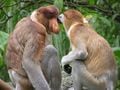 Un couple de nasiques