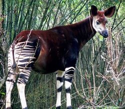 Un okapi
