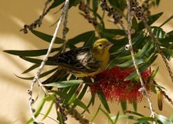 Un serin des Canaries, sauvage, aux Îles Canaries