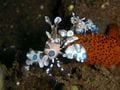 La crevette arlequin ne mange que des étoiles de mer!