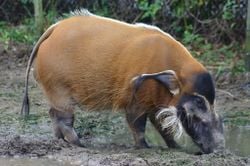 Un potamochère commun (Potamochoerus porcus)