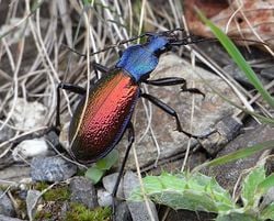Un carabe d'Espagne (Carabus hispanus)