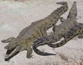 Un Crocodilien : le crocodile