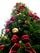 Images sur les arbres de Noël