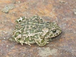 Un crapaud calamite, dans les Pyrénées