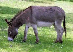 Un âne broutant de l'herbe