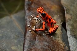 Un dendrobate fraise «&nbsp;Bastimentos&nbsp;». Les dendrobates fraise qui viennent des îles Bastimentos, au Panama, sont tachetés de noir.