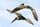 Images sur les oiseaux marins