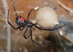 Veuve noire : une femelle avec son cocon