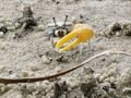 Un crabe violoniste