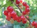Groseilles rouges