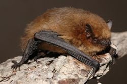 Une pipistrelle soprane
