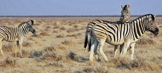 Des zèbres de Burchell en Namibie