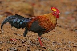 Coq de Lafayette mâle, au Sri Lanka