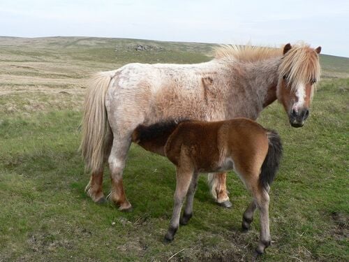 Un poney est un petit cheval