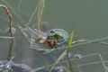 Une grenouille attrape une libellule pour la manger.