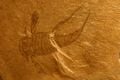 Un fossile d'euryptéride, un être vivant qui a disparu