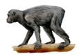 Dessin de Proconsul, un singe préhistorique qui a disparu