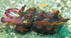 Une seiche flamboyante, à Lembeh, en Indonésie
