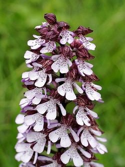 Orchis purpurea, Orchis pourpre