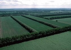 Plaines cultivées du Dakota du Nord (avec des haies brise-vent)