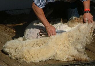 Tonte de la toison d'un mouton.
