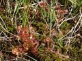 Une plante carnivore, le droséra, à la tourbière de Longéroux.