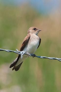 Une hirondelle à ailes hérissées