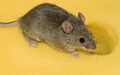 Une souris domestique