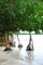 Images sur la mangrove
