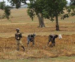 Paysans du Nigéria retournant la terre à la houe.