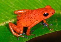 Dendrobate fraise (Oophaga pumilio), au Costa Rica. Devine d'où lui vient son nom?