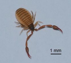 Un scorpion des livres