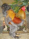 Les plumes sont en fait des écailles modifiées. Il suffit d'un seul gène pour transformer une écaille en plume. Chez certaines races de poules, comme la race Brahma, ce gène est présent et fait pousser des plumes sur les pattes, à la place des écailles.