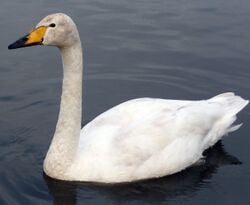 Cygne chanteur (Cygnus cygnus)