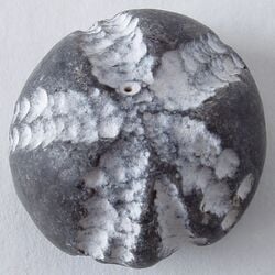 Fossile d'un oursin (Danemark)