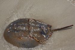 Une limule, en bord de mer.