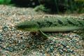 Un polypère. Le plus ancien polyptère connu est Polypterus, du Crétacé (-70 millions d'années)