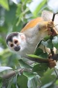 Un singe-écureuil