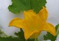 Fleur de courgette