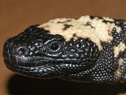 Portrait d'un monstre de Gila.
