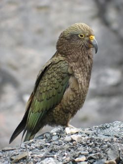Un kéa, dans les Alpes du Sud, en Nouvelle-Zélande