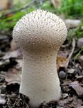Un champignon, la vesse-de-loup