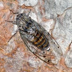 Une lyriste plébéienne, dans le Gard, en France