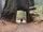 Images sur les séquoias géants