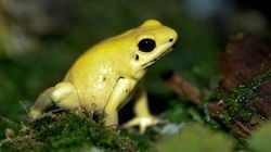 Le phyllobate terrible, ou kokoï de Colombie (Phyllobates terribilis) est l'un des plus grands dendrobates. C'est aussi l'un des plus venimeux.