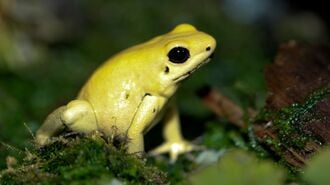Le kokoï de Colombie (Phylobates terribilis), un dendrobate