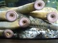 Des lamproies. La plus ancienne lamproie connue est Hardistella montanensis, du Carbonifère (-325 milloins d'années). Haikouichtys du Cambrien (-530 millions d'années) est peut-être aussi un proche parent des lamproies.