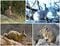 Animal de compagnie