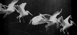 Décomposition du mouvement d'un pélican se posant sur l'eau, par Jules Marey, en 1882.